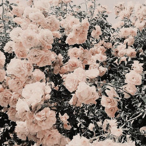 Meet your Posher, Jackalyn